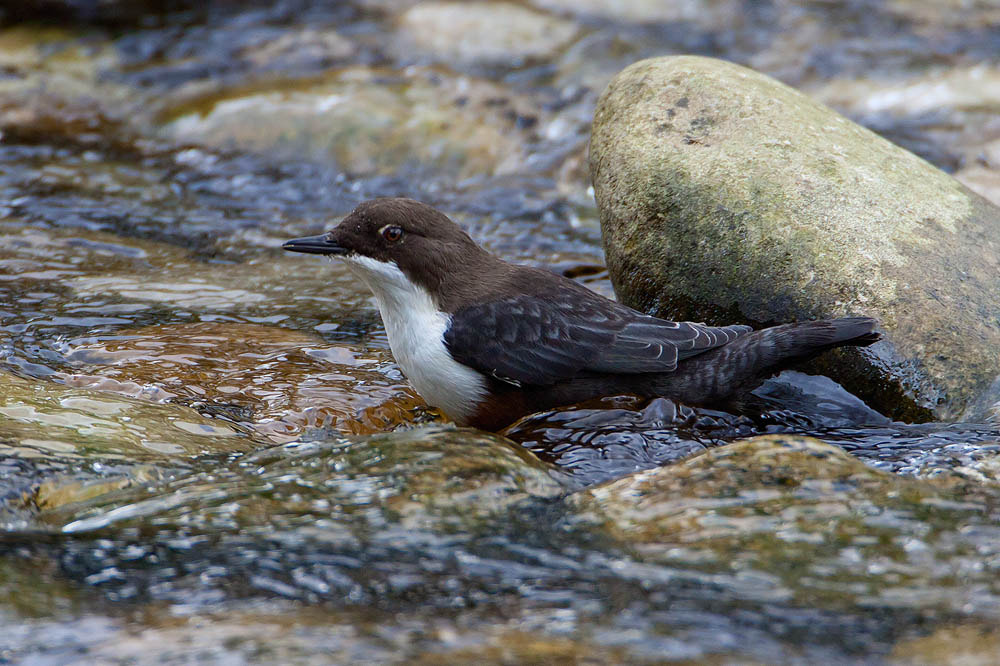 Canon EOS 50D + Canon EF 500mm F4L IS USM sample photo. Dipper photography