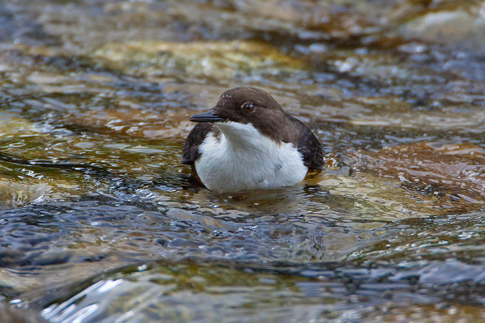 Canon EOS 50D + Canon EF 500mm F4L IS USM sample photo. Dipper photography