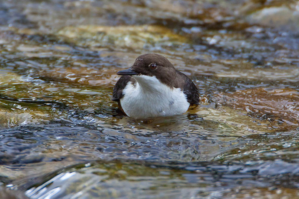 Canon EF 500mm F4L IS USM sample photo. Dipper photography