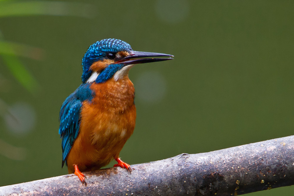 Canon EF 500mm F4L IS USM sample photo. Kingfisher photography