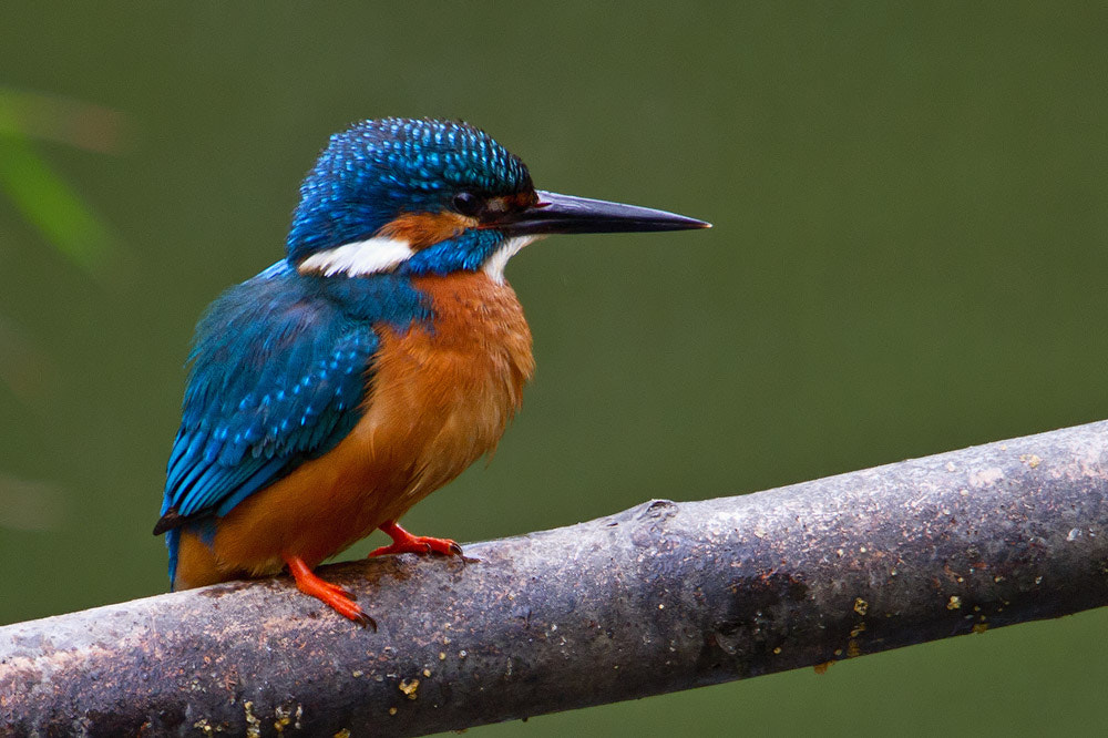 Canon EF 500mm F4L IS USM sample photo. Kingfisher photography