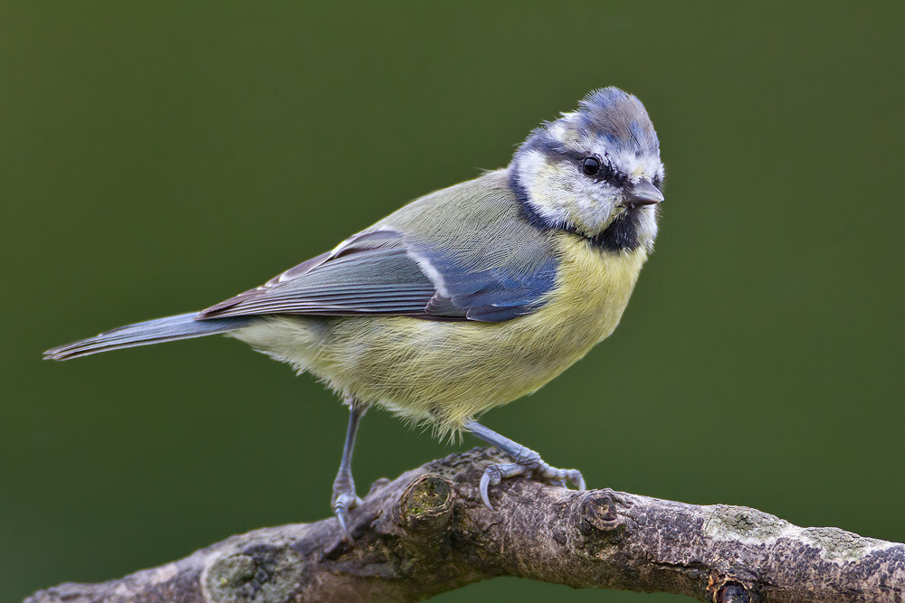 Canon EOS 7D + Canon EF 500mm F4L IS USM sample photo. Blue tit photography