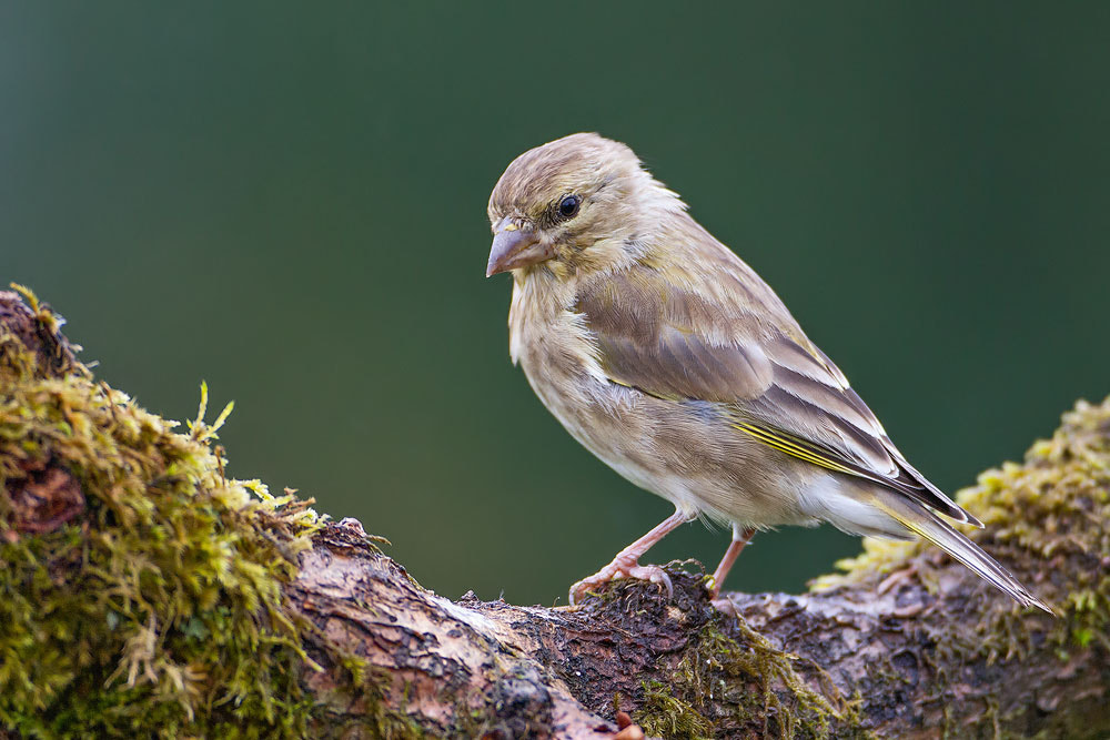 Canon EF 500mm F4L IS USM sample photo. Greenfinch photography