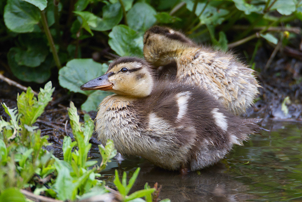 Canon EF 500mm F4L IS USM sample photo. Mallard photography