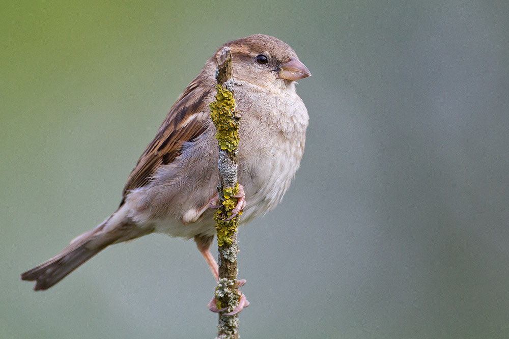 Canon EOS 7D + Canon EF 500mm F4L IS USM sample photo. House sparrow photography