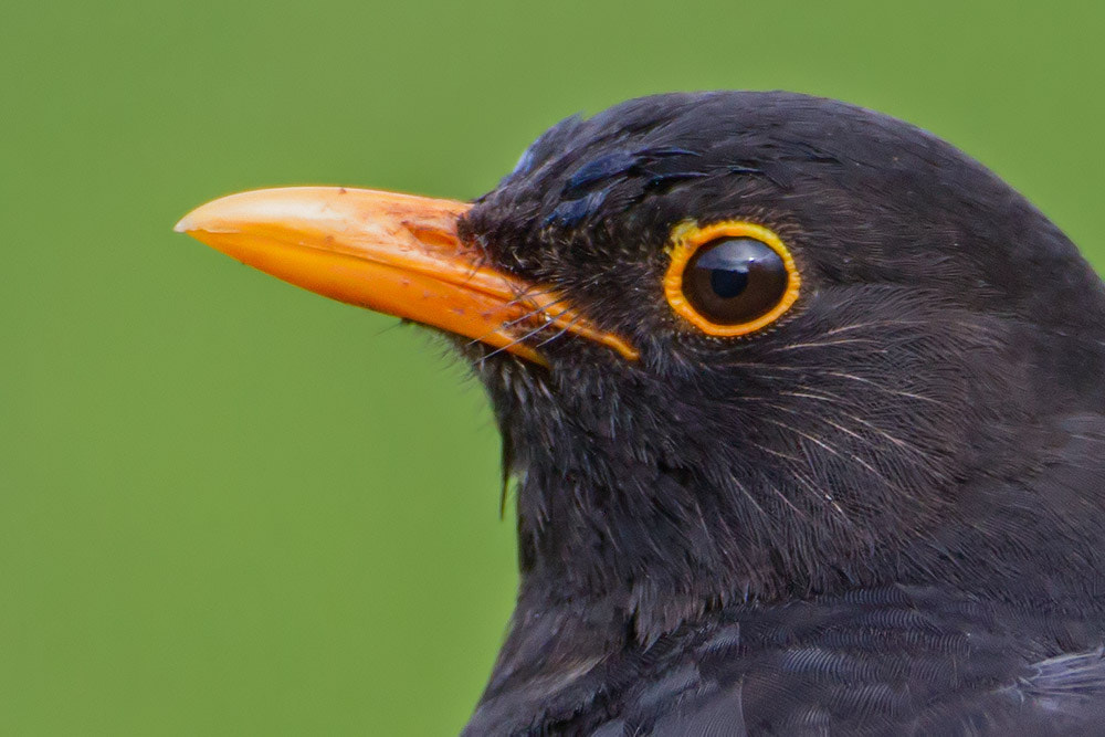 Canon EOS 7D + Canon EF 500mm F4L IS USM sample photo. Blackbird photography