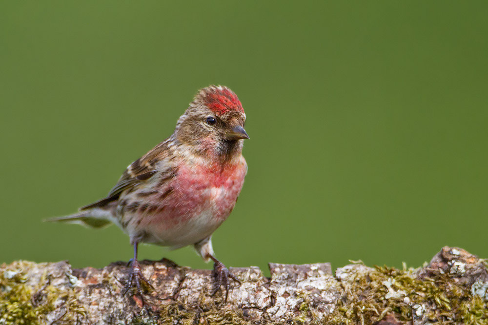 Canon EOS 7D + Canon EF 500mm F4L IS USM sample photo. Lesser redpoll photography