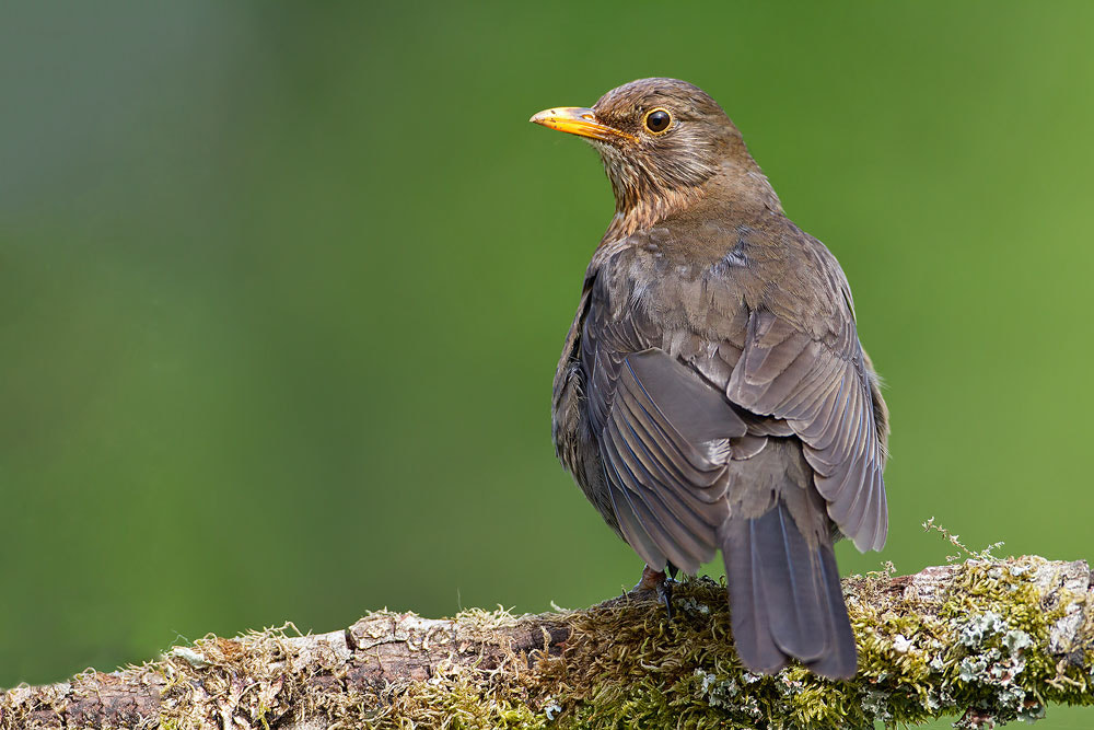 Canon EOS 7D + Canon EF 500mm F4L IS USM sample photo. Blackbird photography