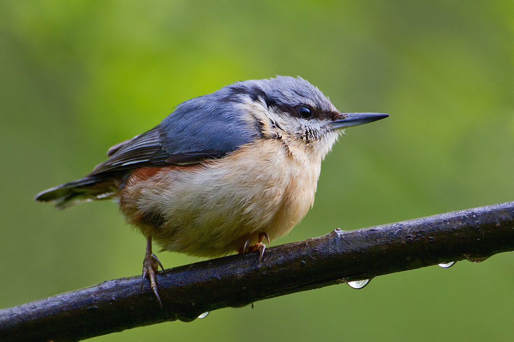 Canon EOS 7D + Canon EF 500mm F4L IS USM sample photo. Nuthatch photography