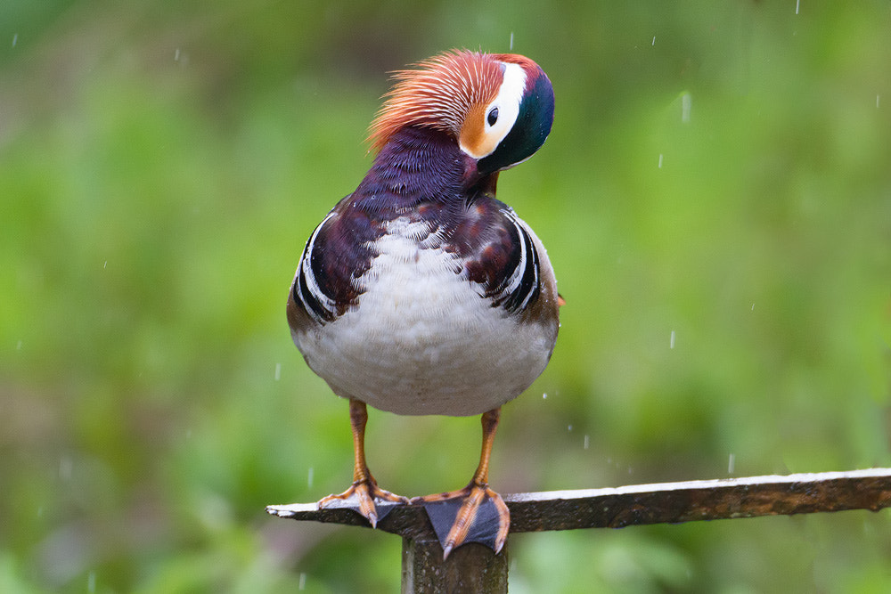 Canon EOS 7D + Canon EF 500mm F4L IS USM sample photo. Mandarin duck photography