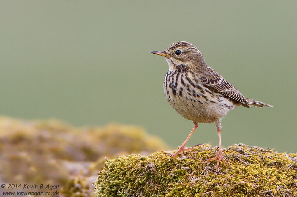 Canon EOS 7D sample photo. Meadow pipit photography