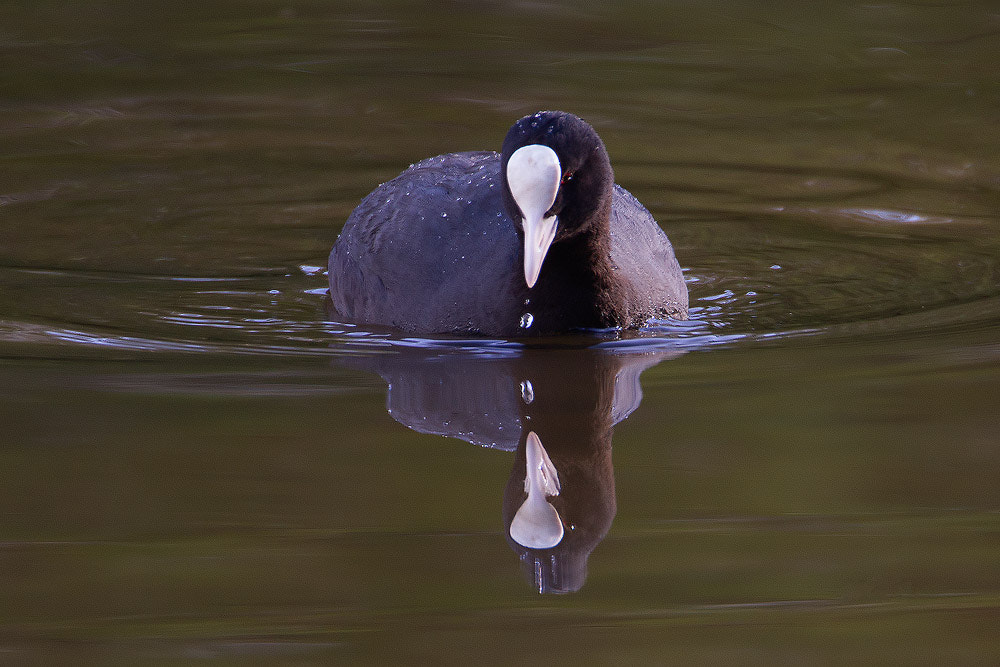 Canon EOS 7D + Canon EF 500mm F4L IS USM sample photo. Coot photography