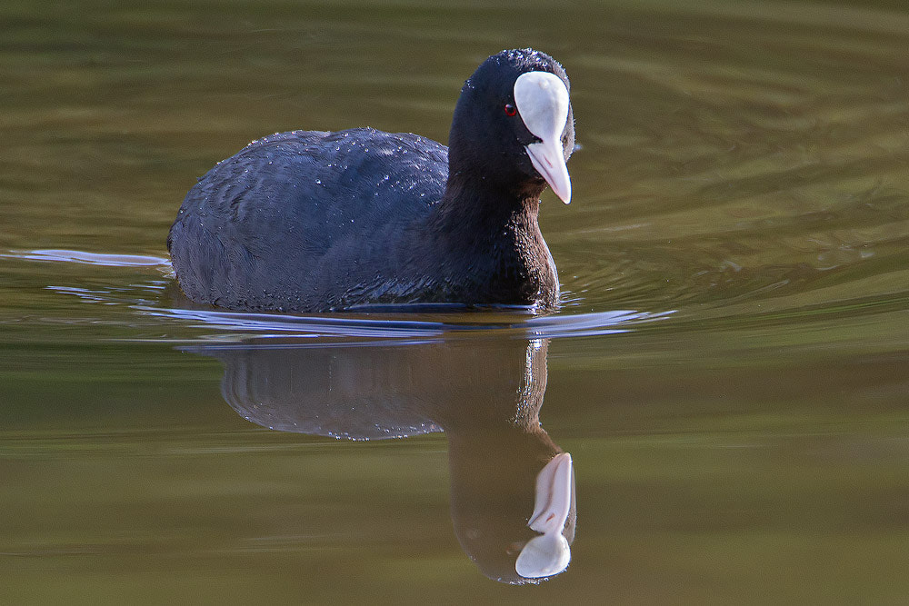 Canon EOS 7D + Canon EF 500mm F4L IS USM sample photo. Coot photography