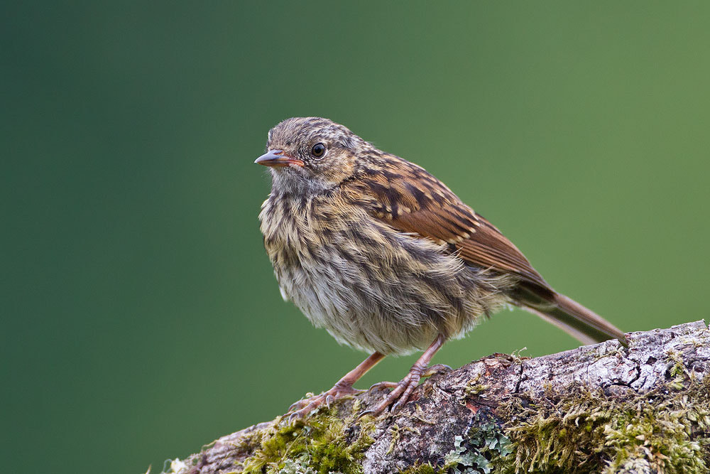 Canon EOS 7D + Canon EF 500mm F4L IS USM sample photo. Dunnock photography