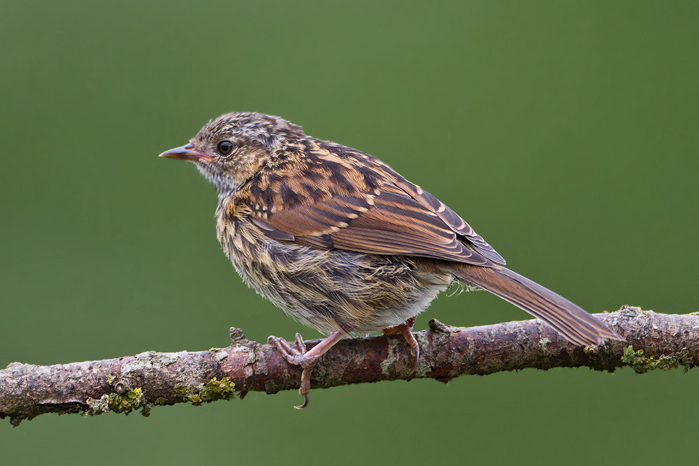 Canon EOS 7D + Canon EF 500mm F4L IS USM sample photo. Dunnock photography