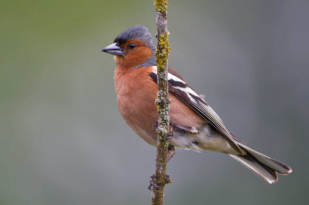 Canon EOS 7D sample photo. Chaffinch photography