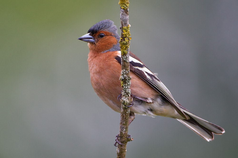 Canon EOS 7D + Canon EF 500mm F4L IS USM sample photo. Chaffinch photography