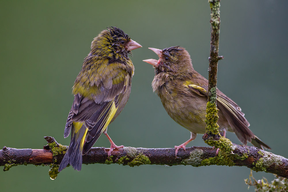 Canon EOS 7D + Canon EF 500mm F4L IS USM sample photo. Greenfinch photography
