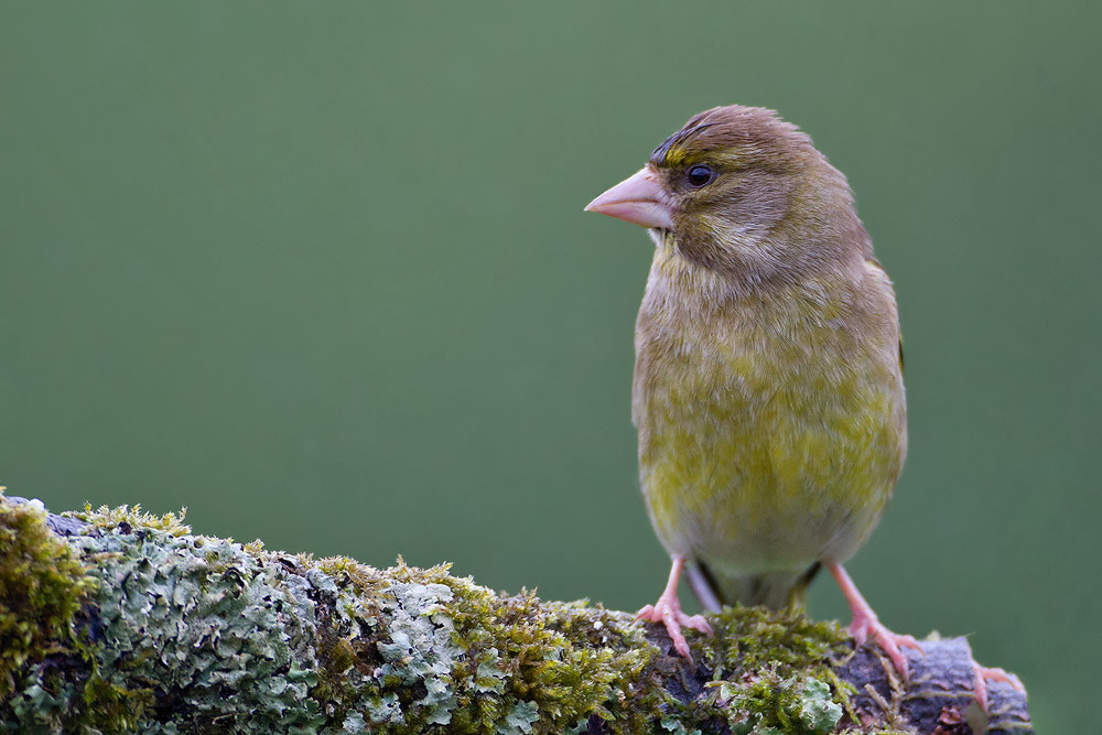Canon EOS 7D + Canon EF 500mm F4L IS USM sample photo. Greenfinch photography