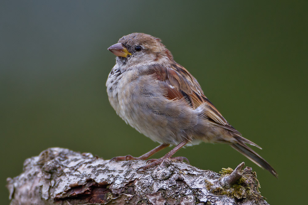 Canon EOS 7D + Canon EF 500mm F4L IS USM sample photo. House sparrow photography