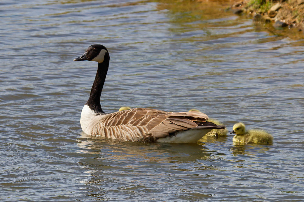 Canon EF 100-400mm F4.5-5.6L IS USM sample photo. Canada goose photography