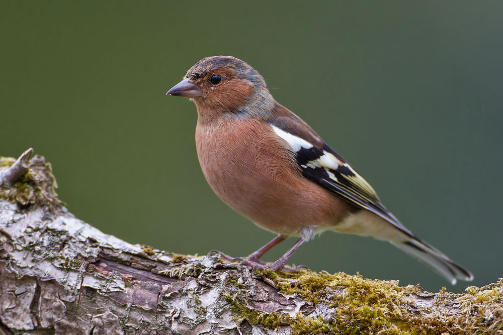 Canon EOS 7D sample photo. Chaffinch photography