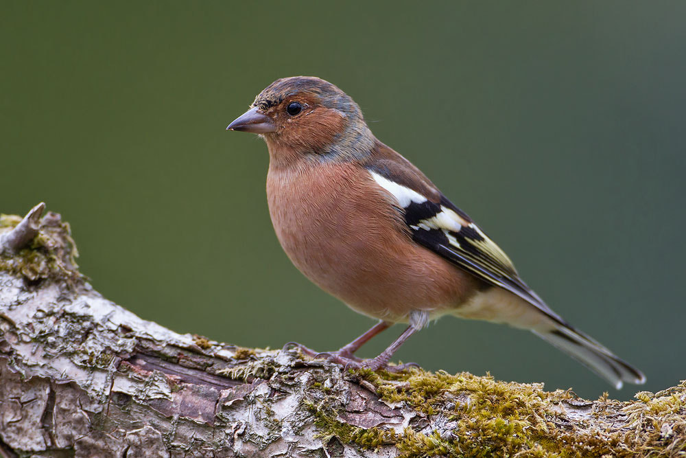 Canon EOS 7D + Canon EF 500mm F4L IS USM sample photo. Chaffinch photography