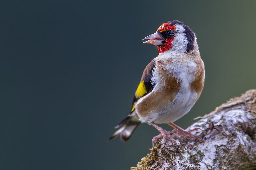Canon EF 500mm F4L IS USM sample photo. Goldfinch photography