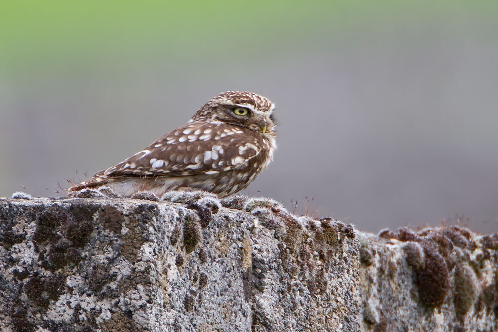 Canon EF 500mm F4L IS USM sample photo. Little owl photography