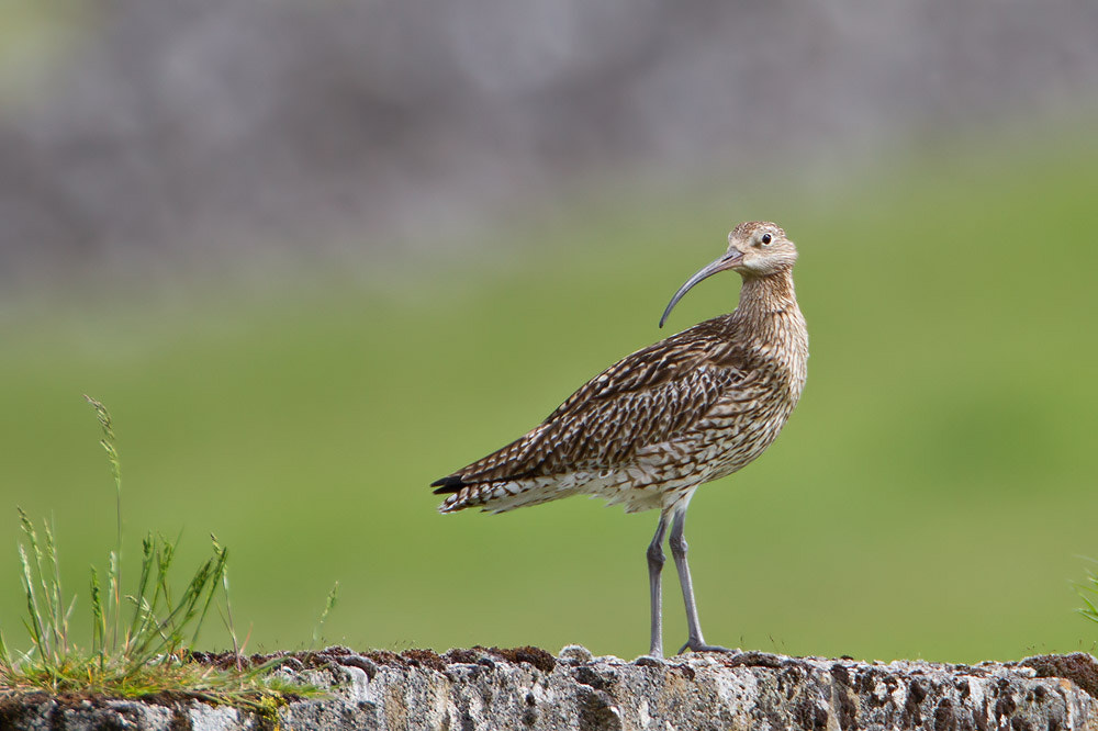 Canon EOS 7D + Canon EF 500mm F4L IS USM sample photo. Curlew photography