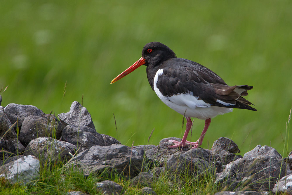 Canon EOS 7D + Canon EF 500mm F4L IS USM sample photo. Oystercatcher photography