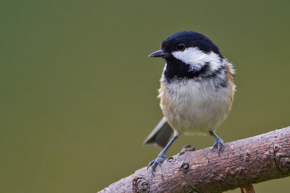Canon EOS 7D + Canon EF 500mm F4L IS USM sample photo. Coal tit photography