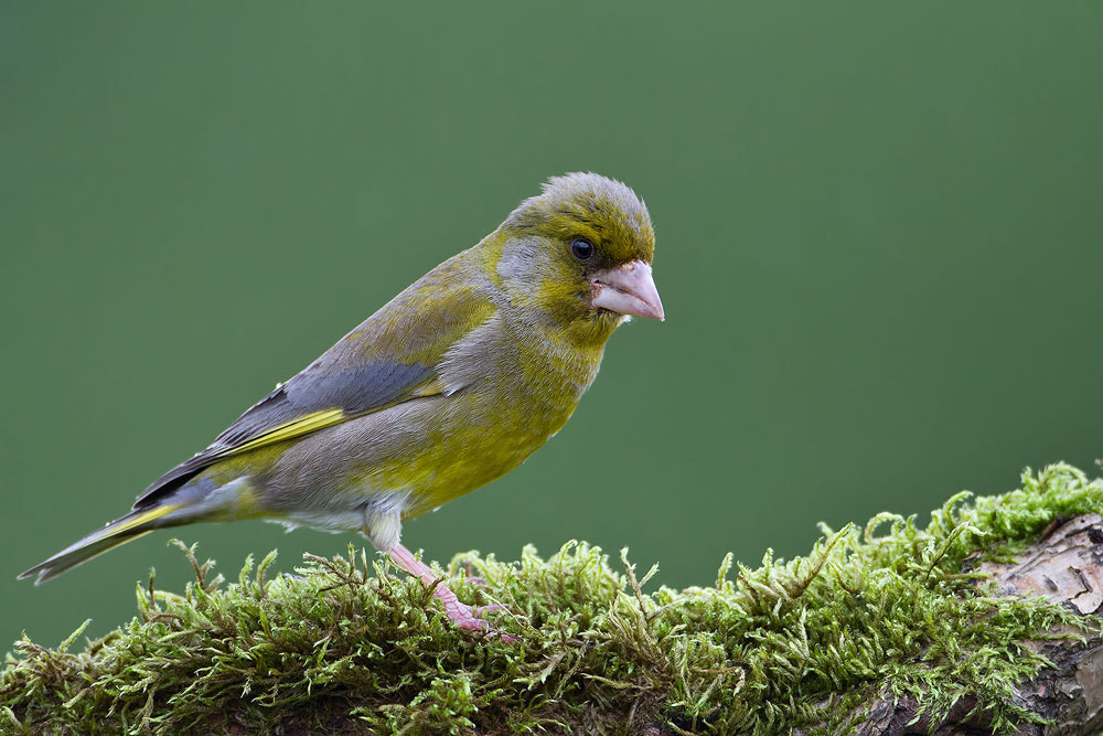 Canon EOS 7D sample photo. Greenfinch photography