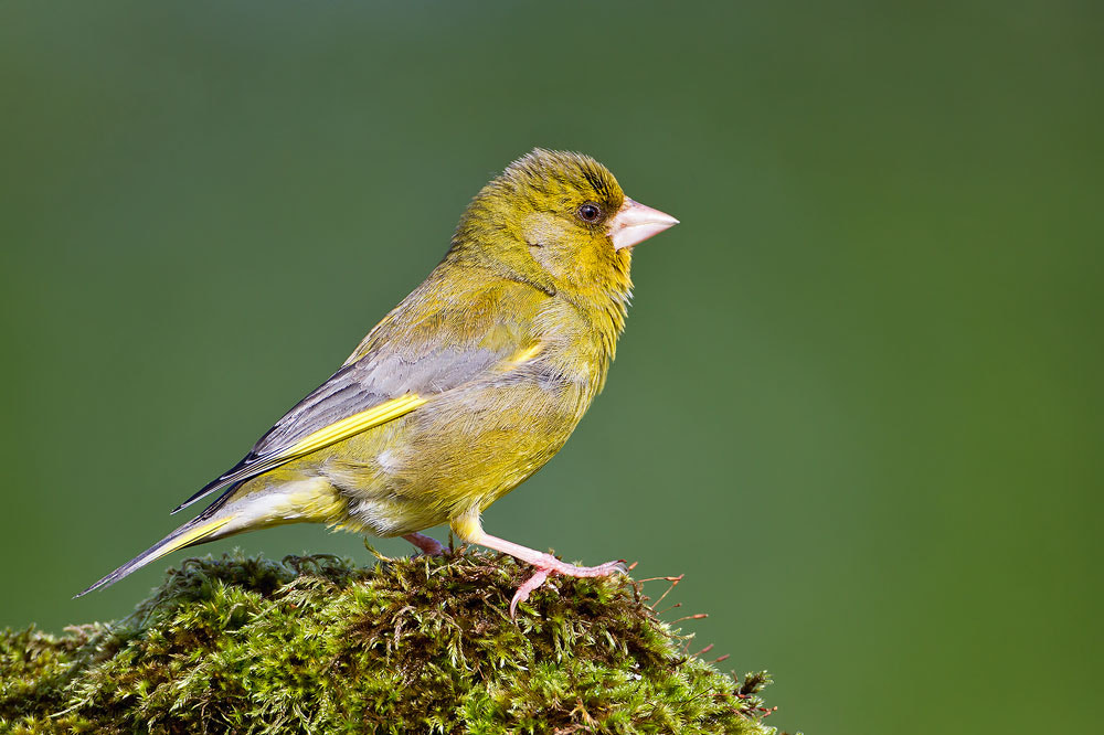 Canon EOS 7D + Canon EF 500mm F4L IS USM sample photo. Greenfinch photography