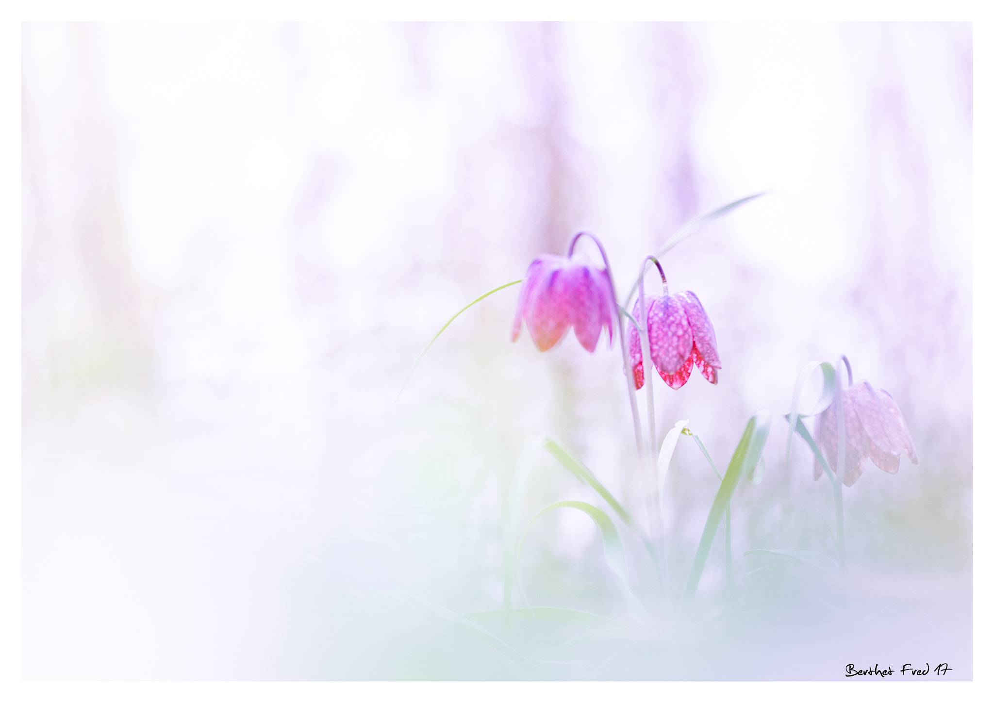 Sigma 105mm F2.8 EX DG OS HSM sample photo. La frit' photography