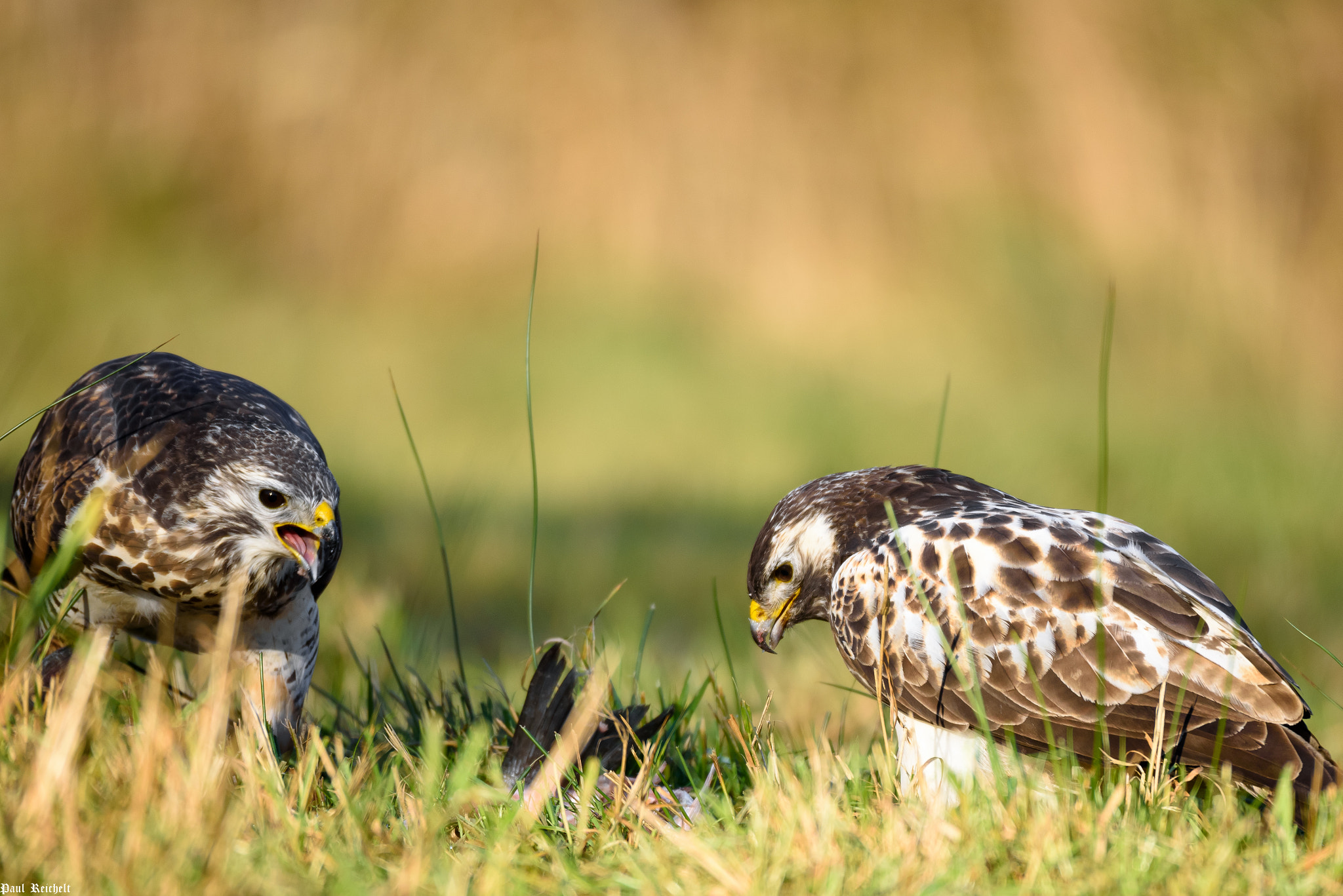 Nikon D750 + Sigma 150-600mm F5-6.3 DG OS HSM | S sample photo. Winteransitz mäusebussard iv photography