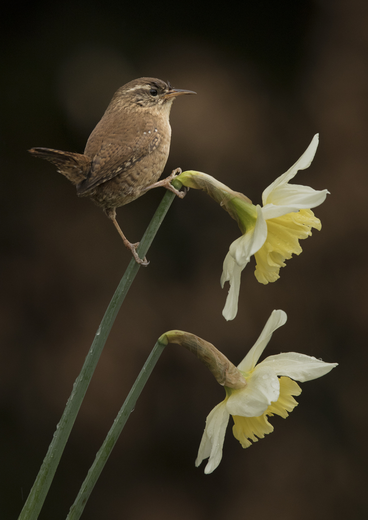 Canon EF 300mm F2.8L IS USM sample photo. Wren and spring daffodils photography