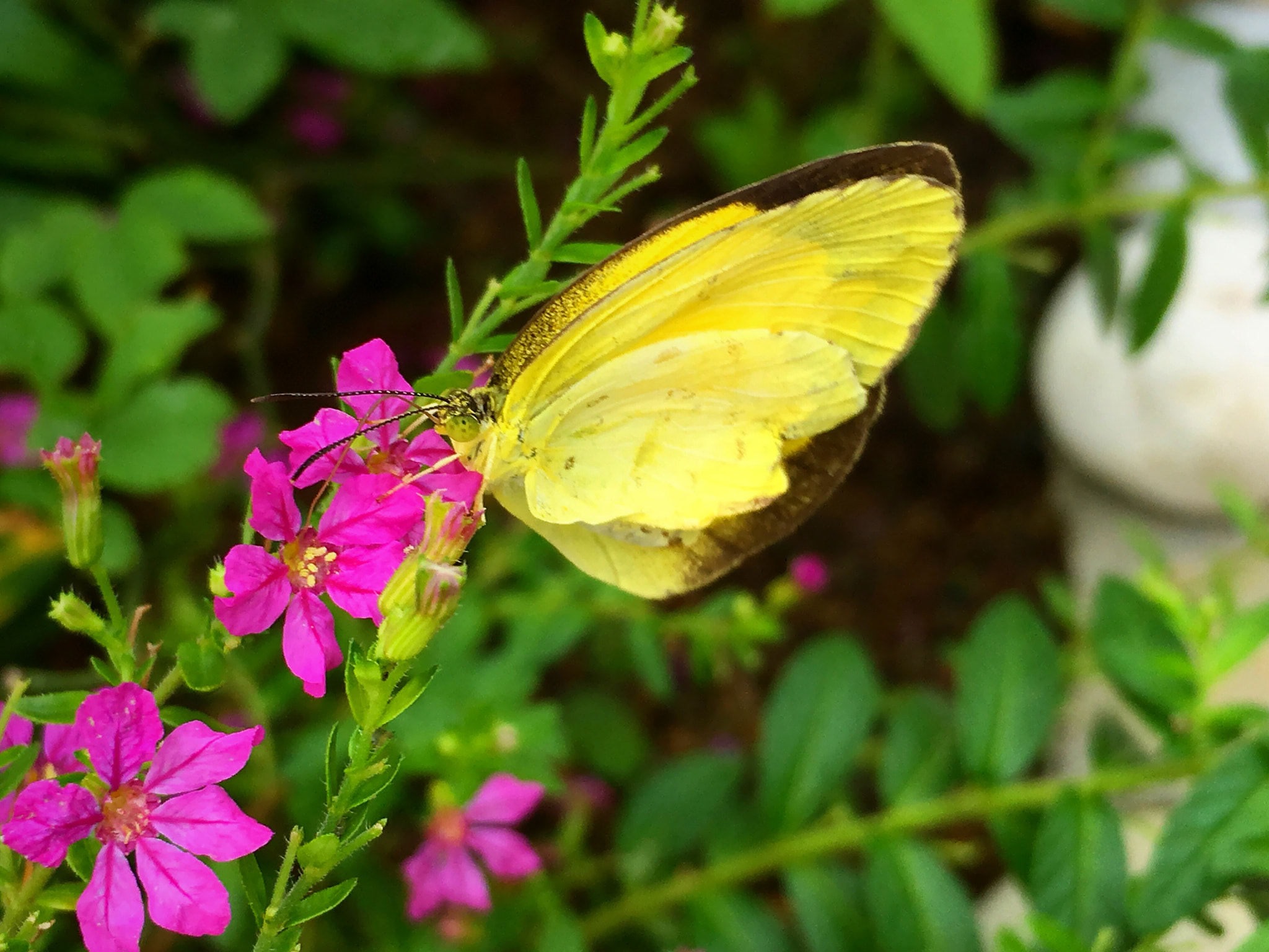 Apple iPhone8,1 sample photo. * butterfly photography