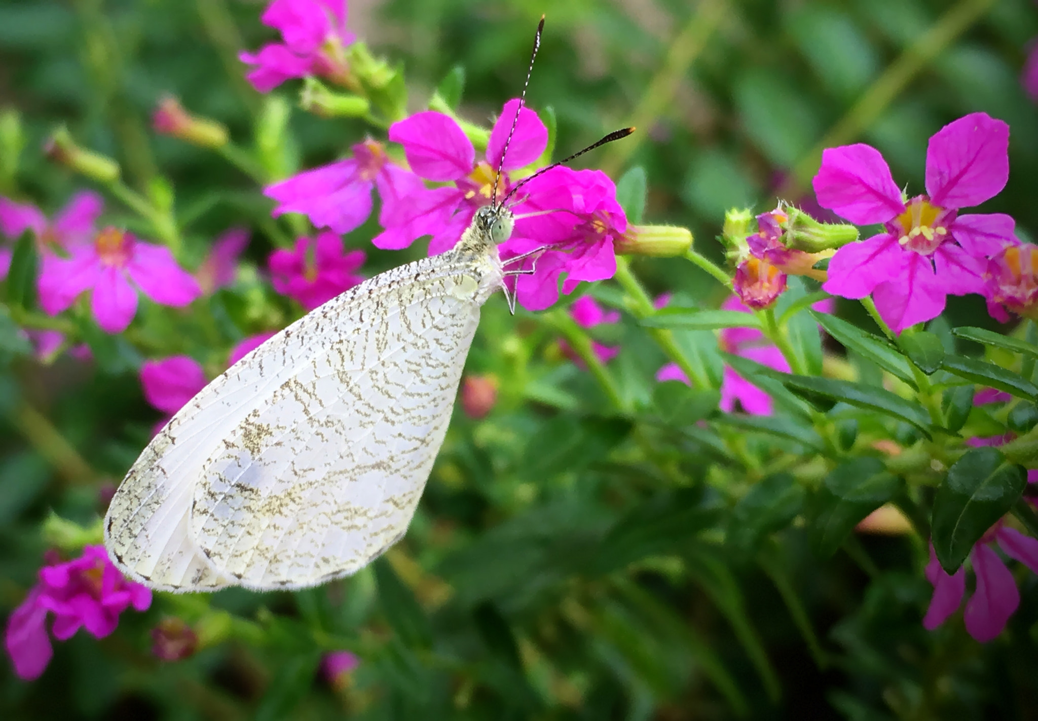 Apple iPhone8,1 sample photo. * butterfly photography