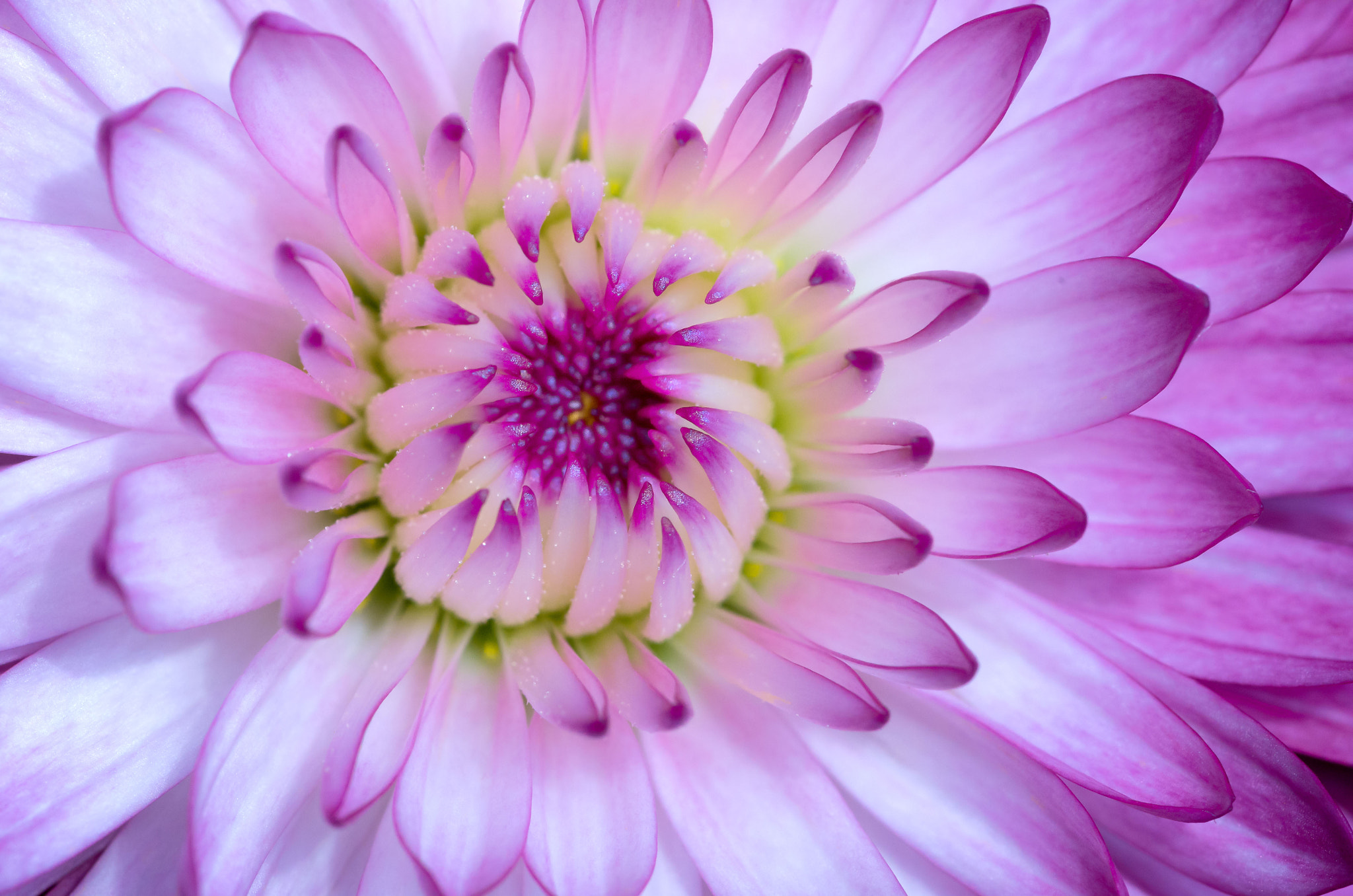 Pentax smc D-FA 100mm F2.8 Macro WR sample photo. Petal sprays photography