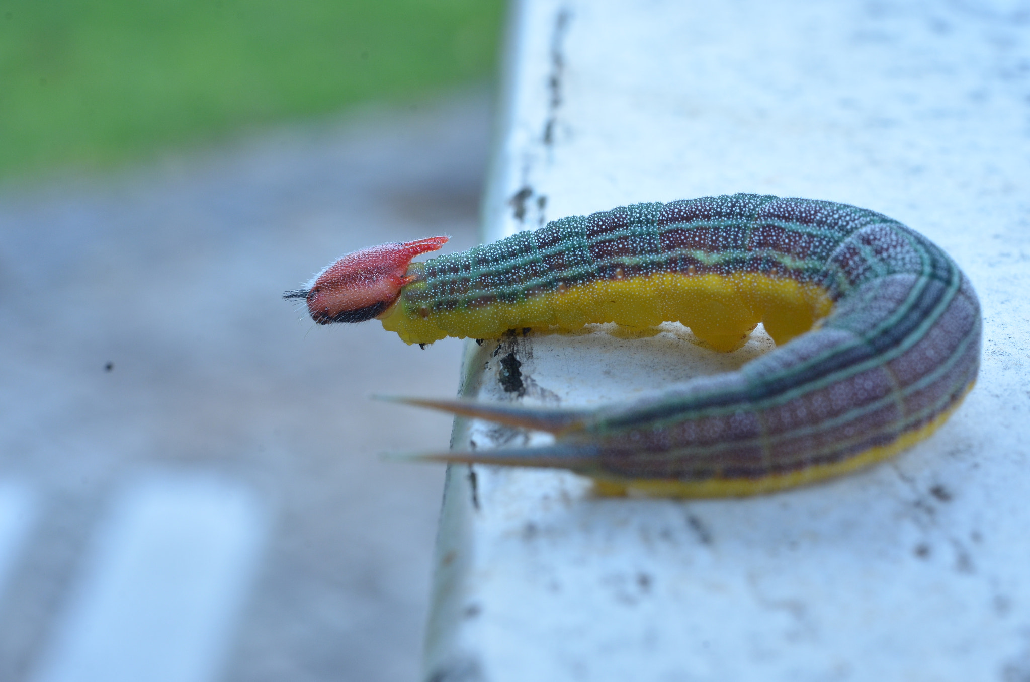 Nikon AF-S Micro-Nikkor 60mm F2.8G ED sample photo. Caterpillar... photography