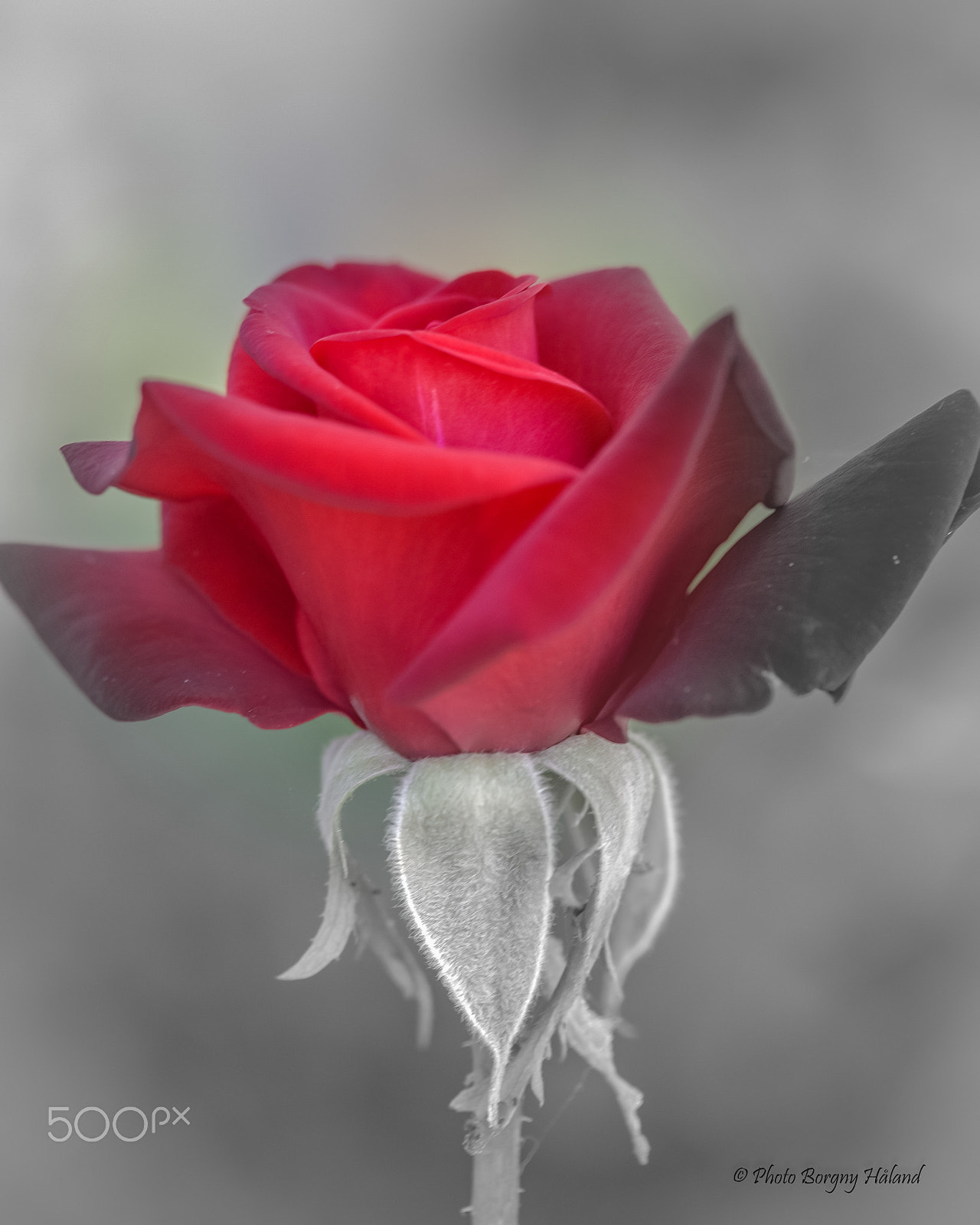 Canon EF-S 60mm F2.8 Macro USM sample photo. Rose ! photography