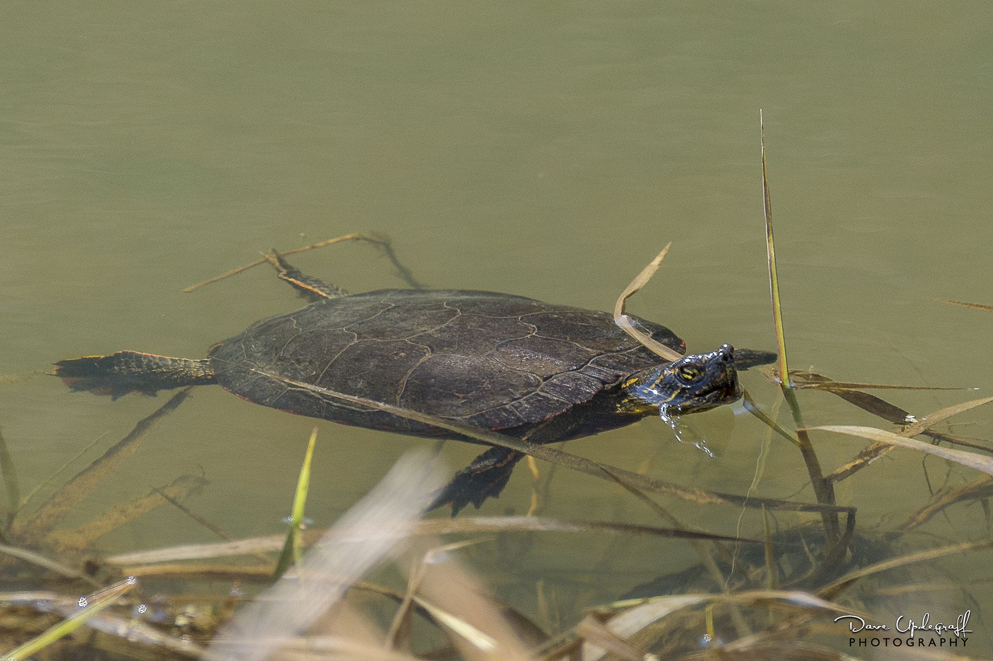 Nikon D4 sample photo. Sunning turtle photography