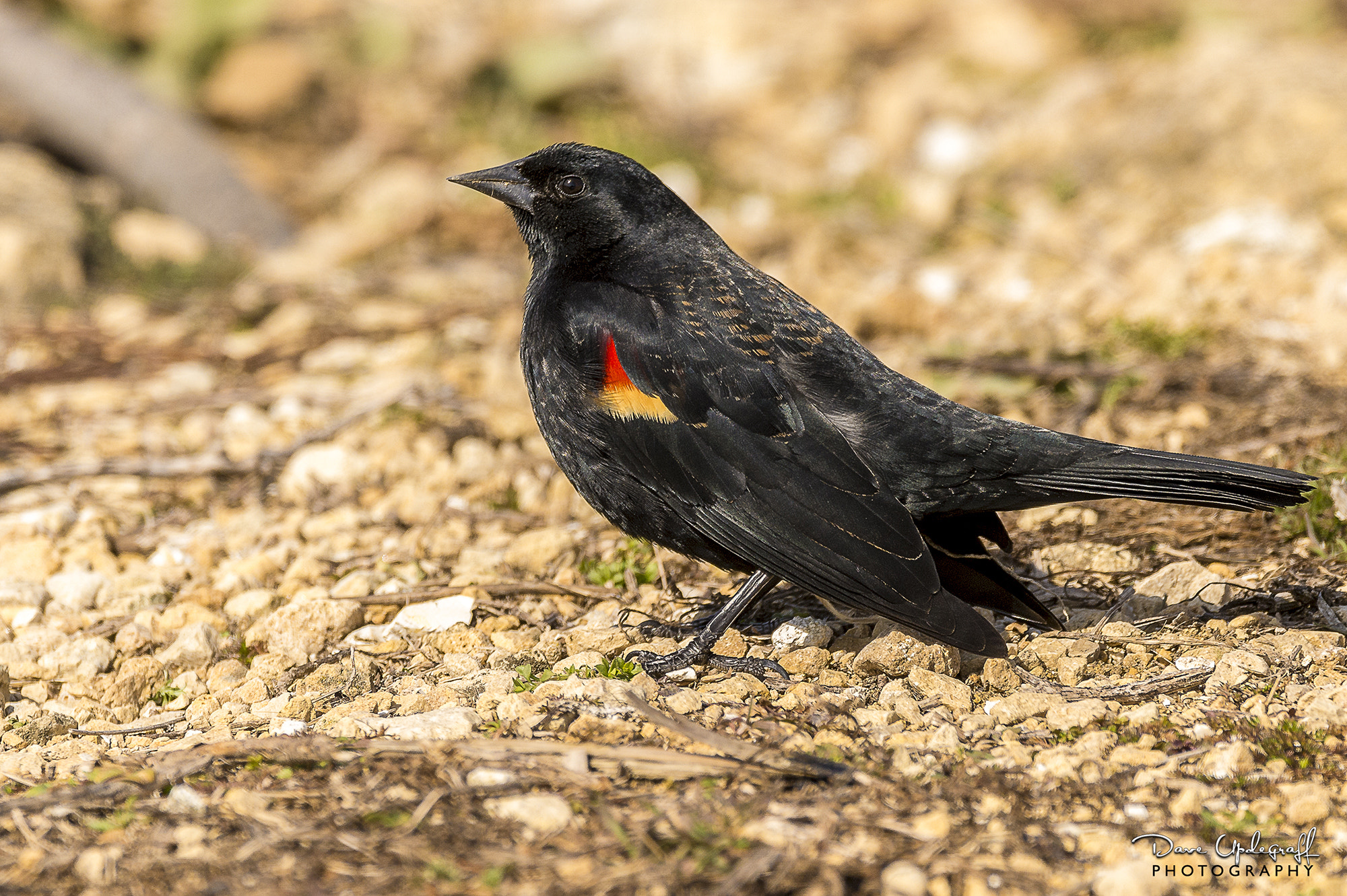 Nikon D4 + Sigma 150-600mm F5-6.3 DG OS HSM | C sample photo. Red winged black bird photography