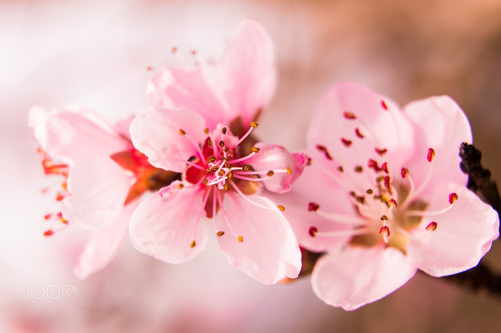 Tamron SP 24-70mm F2.8 Di VC USD sample photo. Peach flowers photography