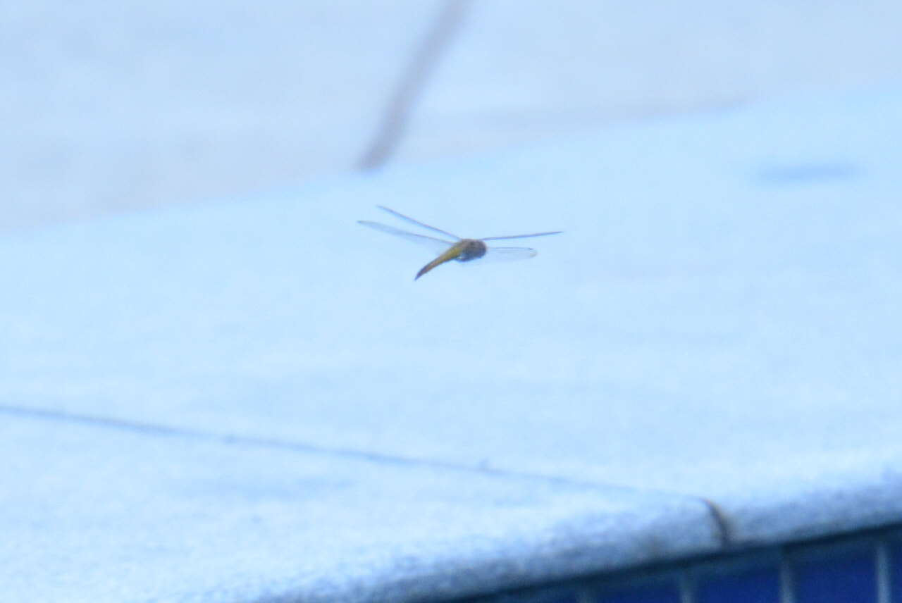 Nikon AF-S Nikkor 70-200mm F2.8G ED VR II sample photo. Dragonfly... photography