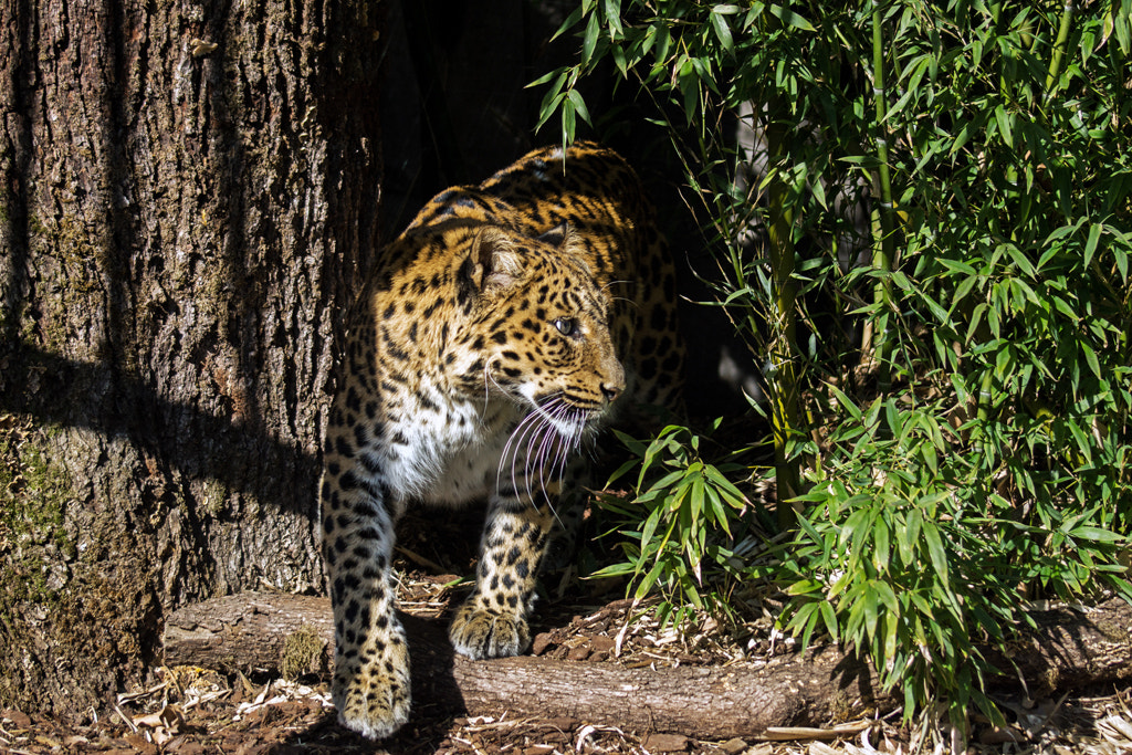 Sony SLT-A77 + Sony 75-300mm F4.5-5.6 sample photo. North-chinese leopard photography