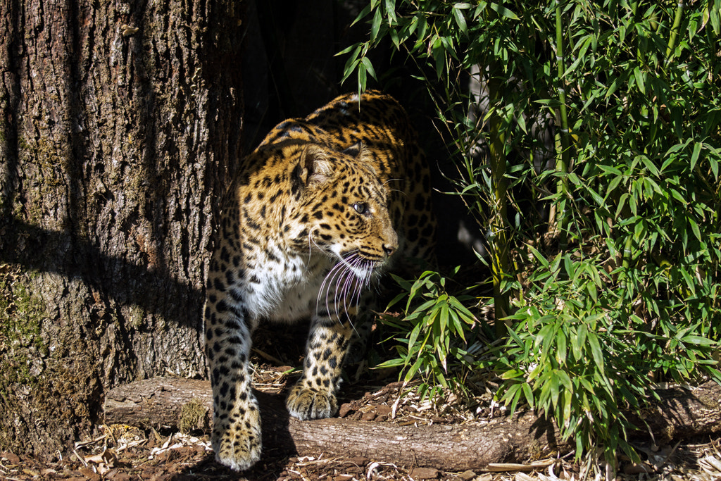 Sony 75-300mm F4.5-5.6 sample photo. North-chinese leopard photography