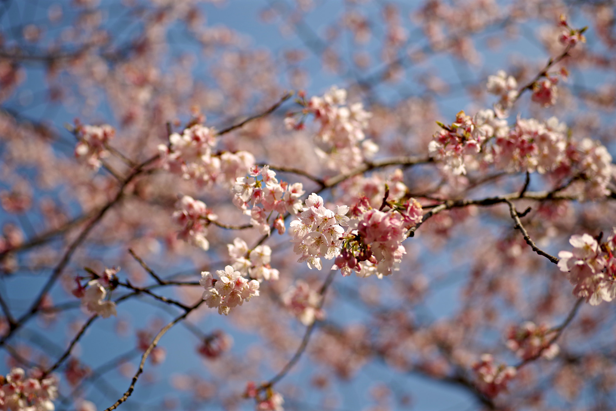 Pentax K-1 sample photo. Cherry blossom photography