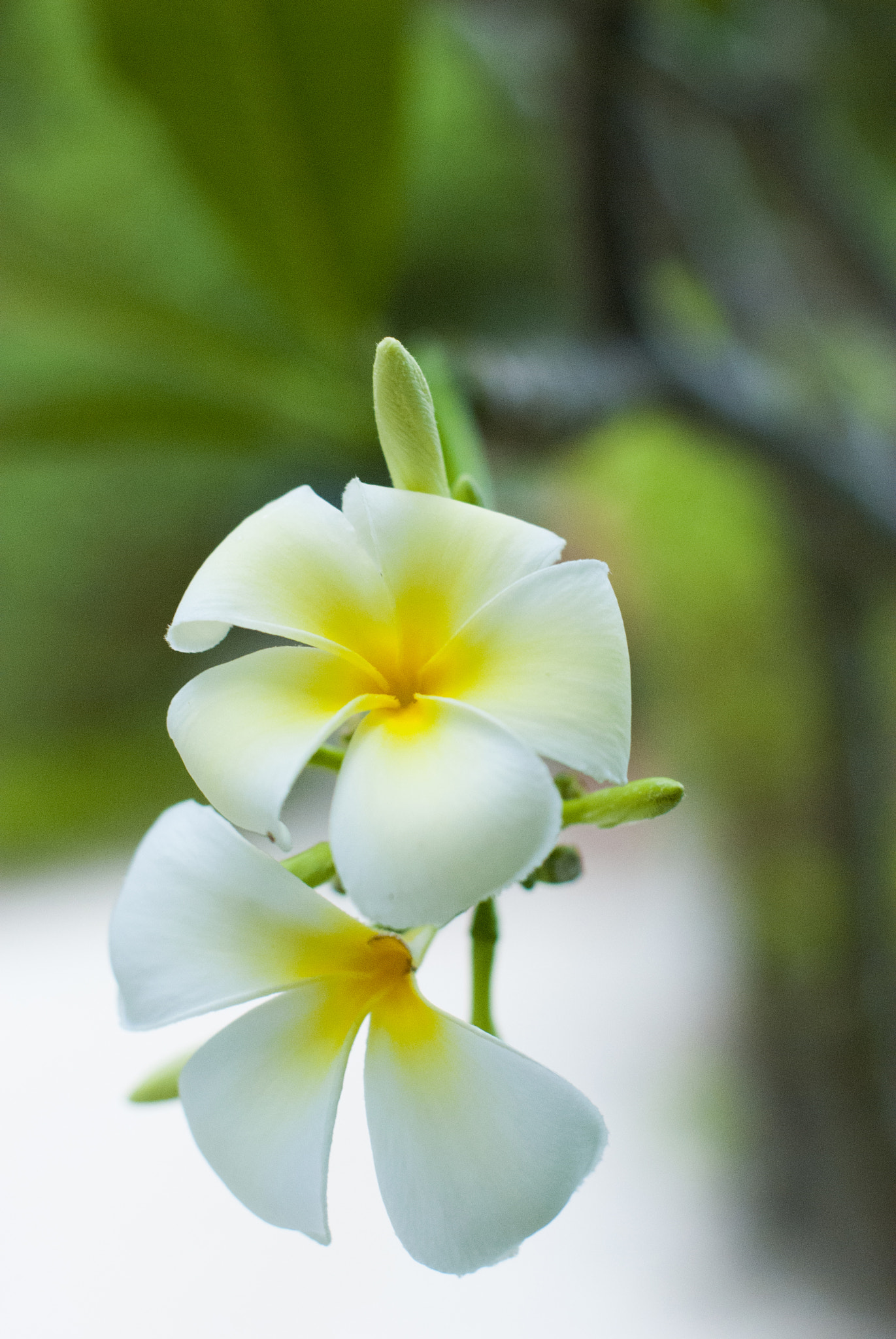 Nikon D80 + Nikon AF-S Nikkor 50mm F1.4G sample photo. Tropical flowers photography